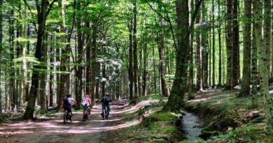 MTB – ABETINA REALE (MC/BC)